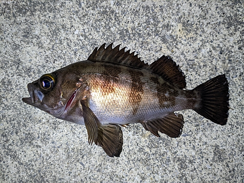 メバルの釣果