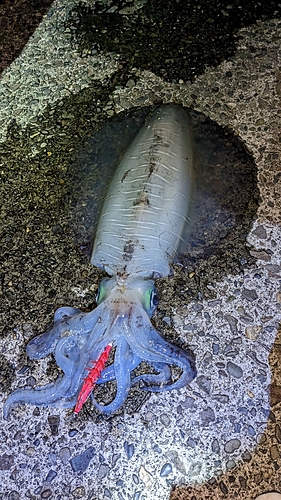 アオリイカの釣果