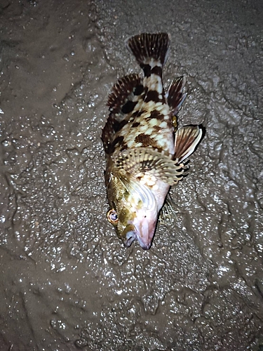 タケノコメバルの釣果