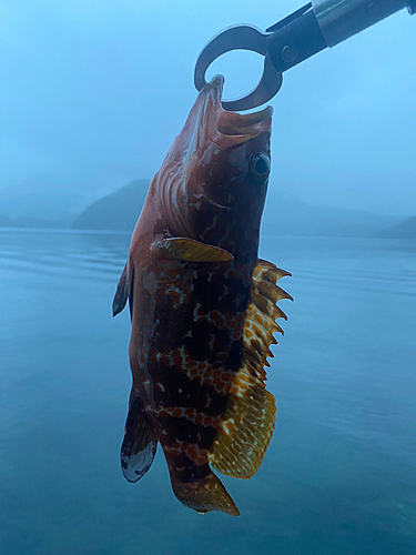 アコウの釣果