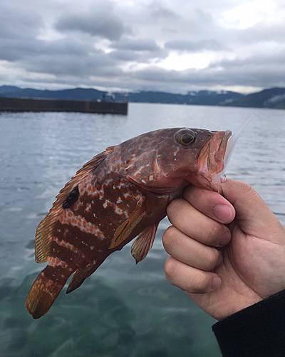 アコウの釣果