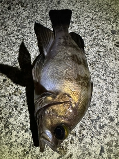 メバルの釣果