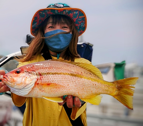 ハマイサキの釣果