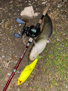 ナマズの釣果