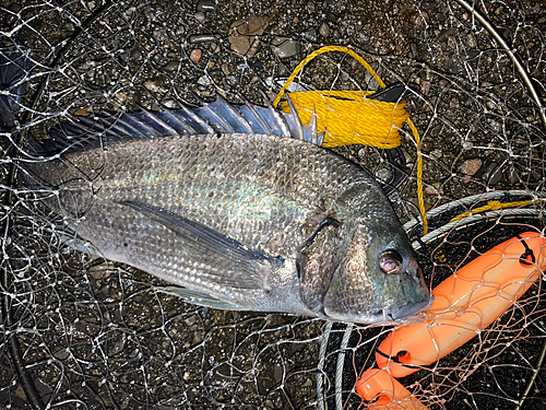 チヌの釣果