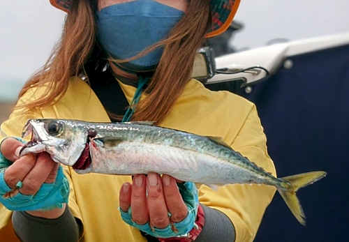 サバの釣果