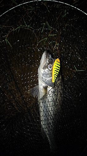 フッコ（マルスズキ）の釣果