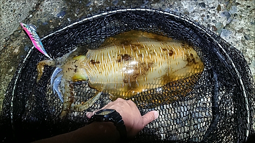 アオリイカの釣果