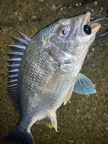 キビレの釣果