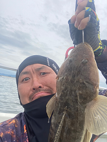 マゴチの釣果