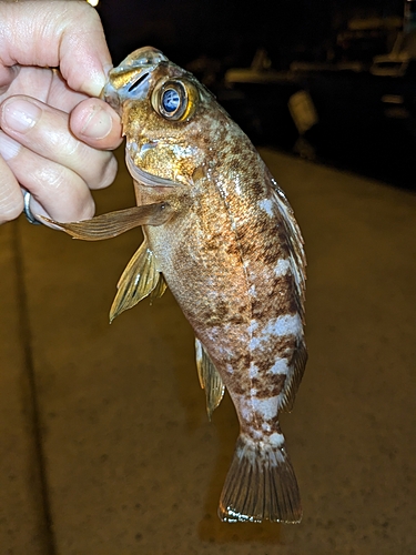 メバルの釣果