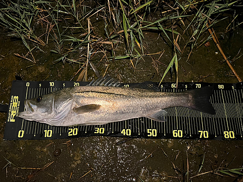 シーバスの釣果