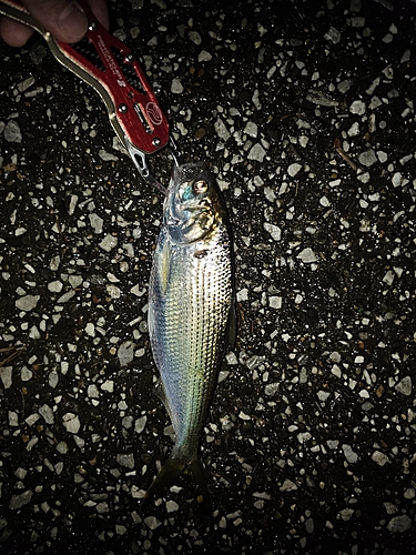 コノシロの釣果