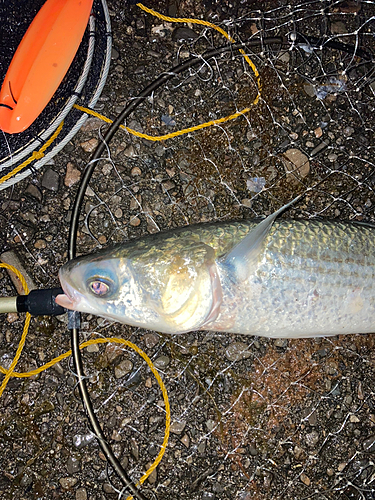 ボラの釣果