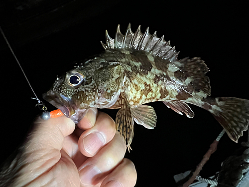 アラカブの釣果