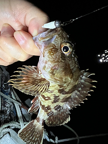 アラカブの釣果