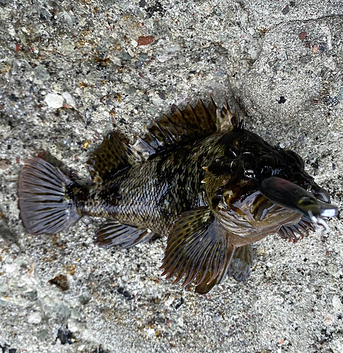 ムラソイの釣果