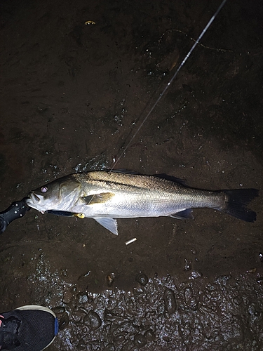 スズキの釣果