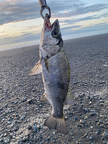 ヒラスズキの釣果