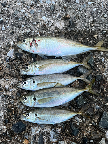 アジの釣果