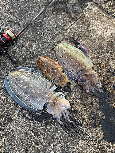 モンゴウイカの釣果