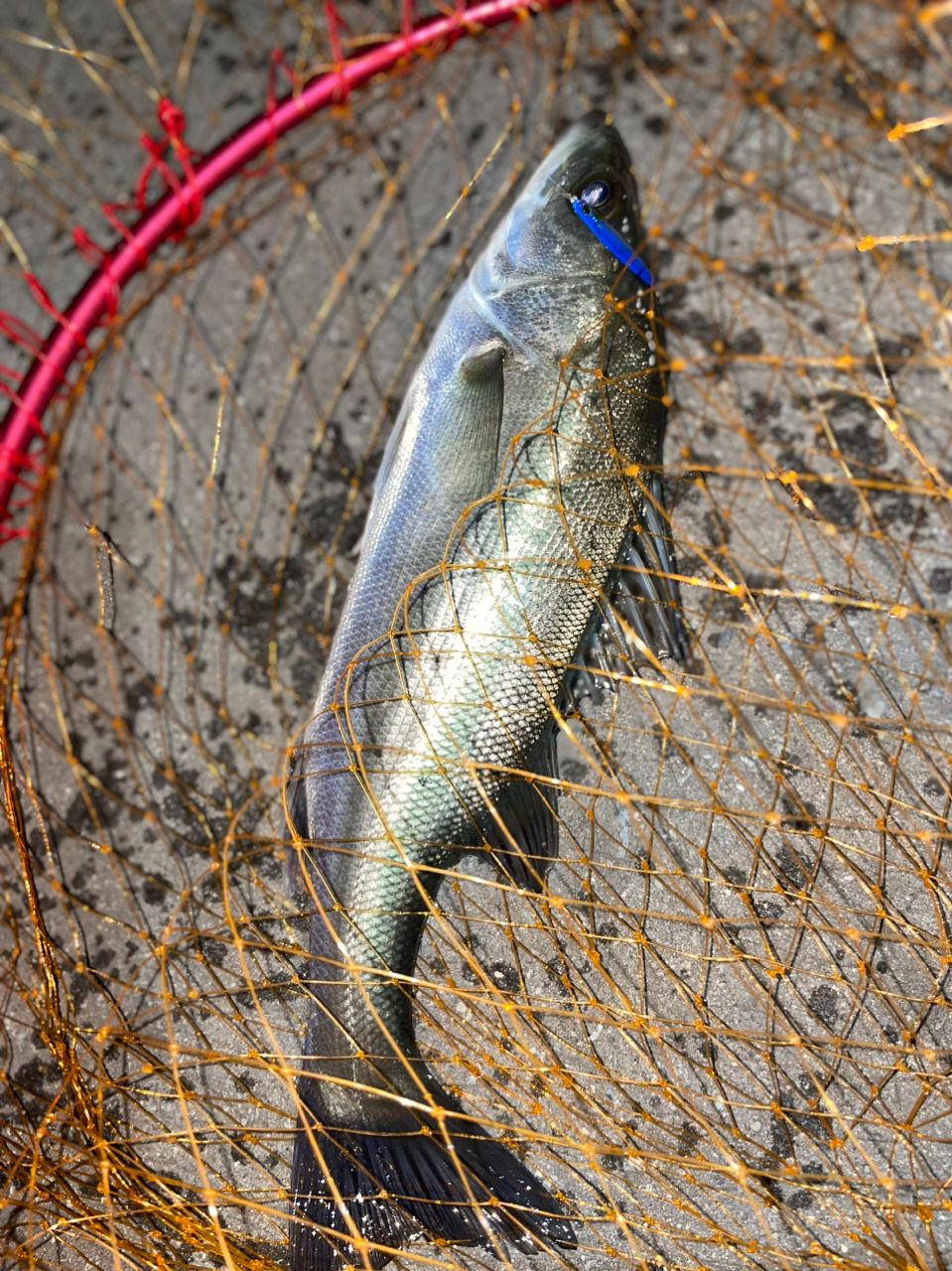 セイゴ（マルスズキ）