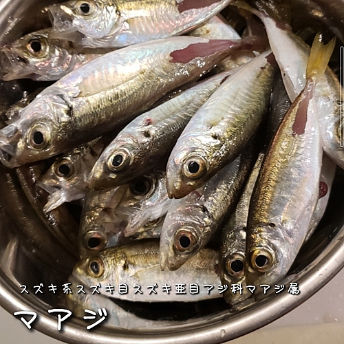 マアジの釣果