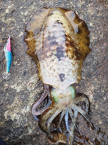 アオリイカの釣果