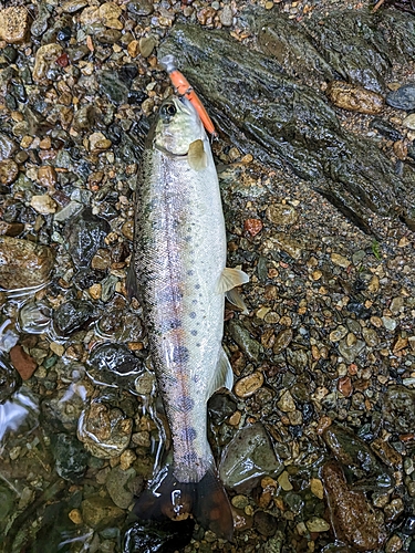 ヤマメの釣果