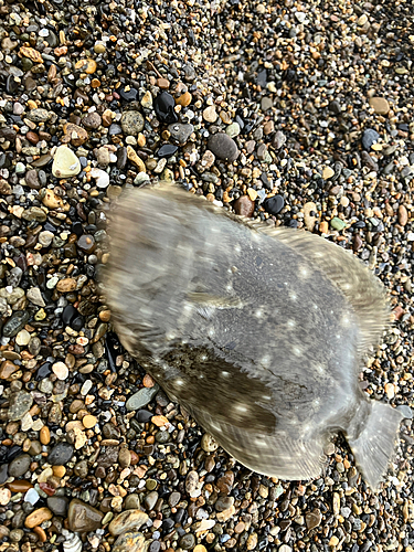 ソゲの釣果