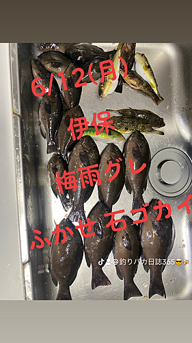 グレの釣果