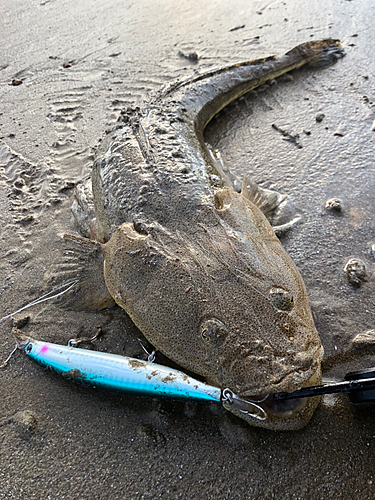 マゴチの釣果