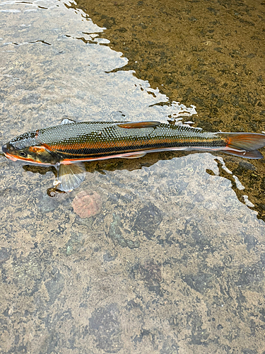 ウグイの釣果