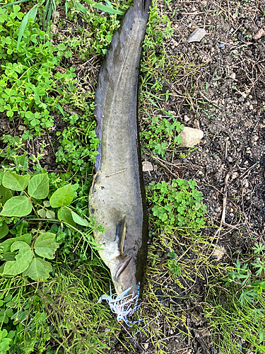 ナマズの釣果