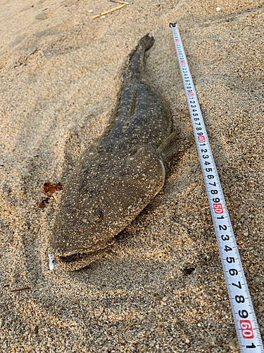 マゴチの釣果