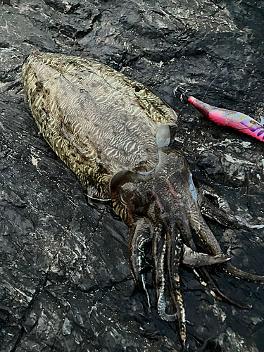 コウイカの釣果