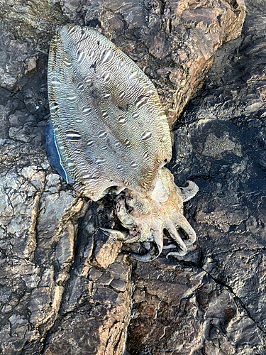 コウイカの釣果