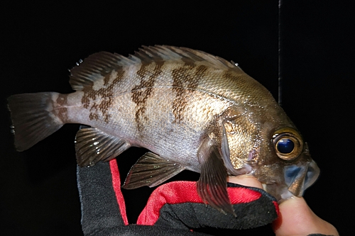 シロメバルの釣果