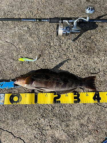 アイナメの釣果