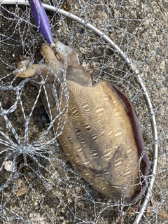 コウイカの釣果