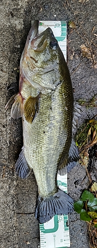 ブラックバスの釣果