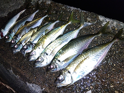 アジの釣果