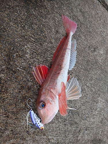 ホウボウの釣果