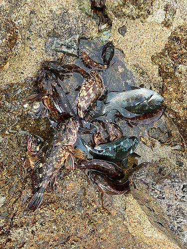 カサゴの釣果