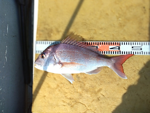 マダイの釣果