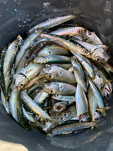 ウルメイワシの釣果