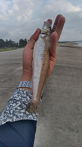 シロギスの釣果