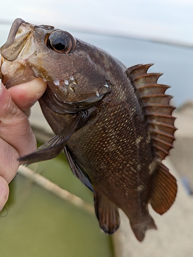 クロソイの釣果