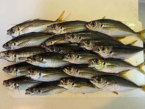 アジの釣果