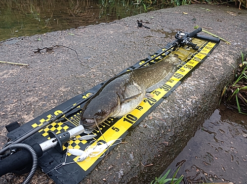 マナマズの釣果